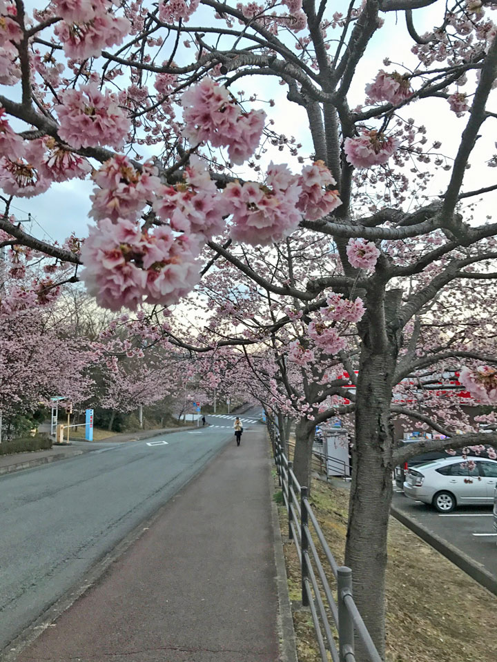 伊豆高原 おおかん桜 早くも見頃を迎えています くつろぎ日和 伊東遊季亭 くつろぎ便り