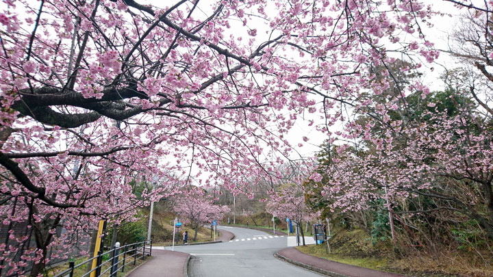 伊豆高原桜まつり おおかん桜 くつろぎ日和 伊東遊季亭 くつろぎ便り