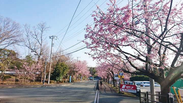 伊豆高原桜まつり おおかん桜 くつろぎ日和 伊東遊季亭 くつろぎ便り