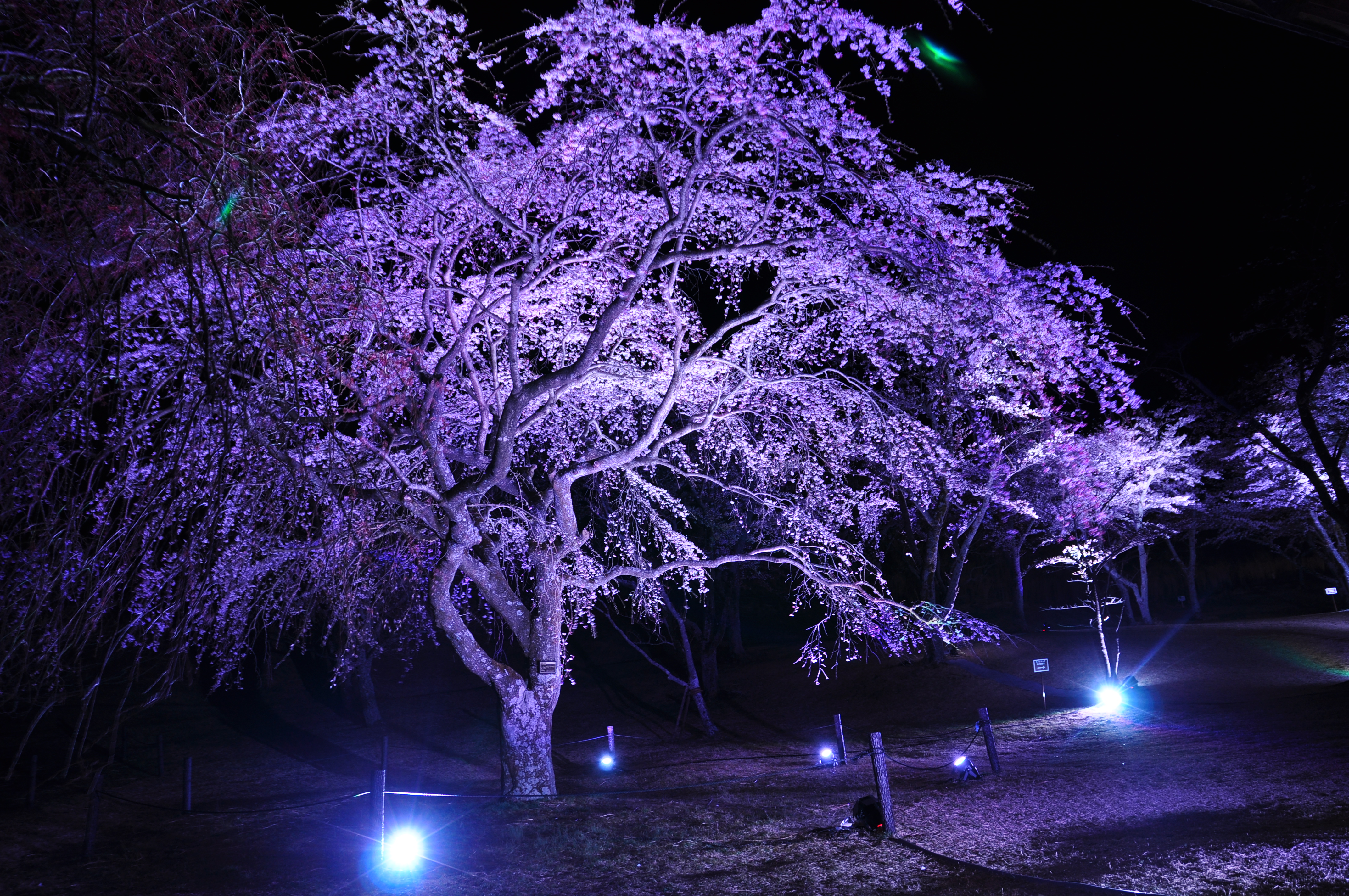 幻想的な夜桜 さくらの里夜桜観賞会 くつろぎ日和 伊東遊季亭 くつろぎ便り