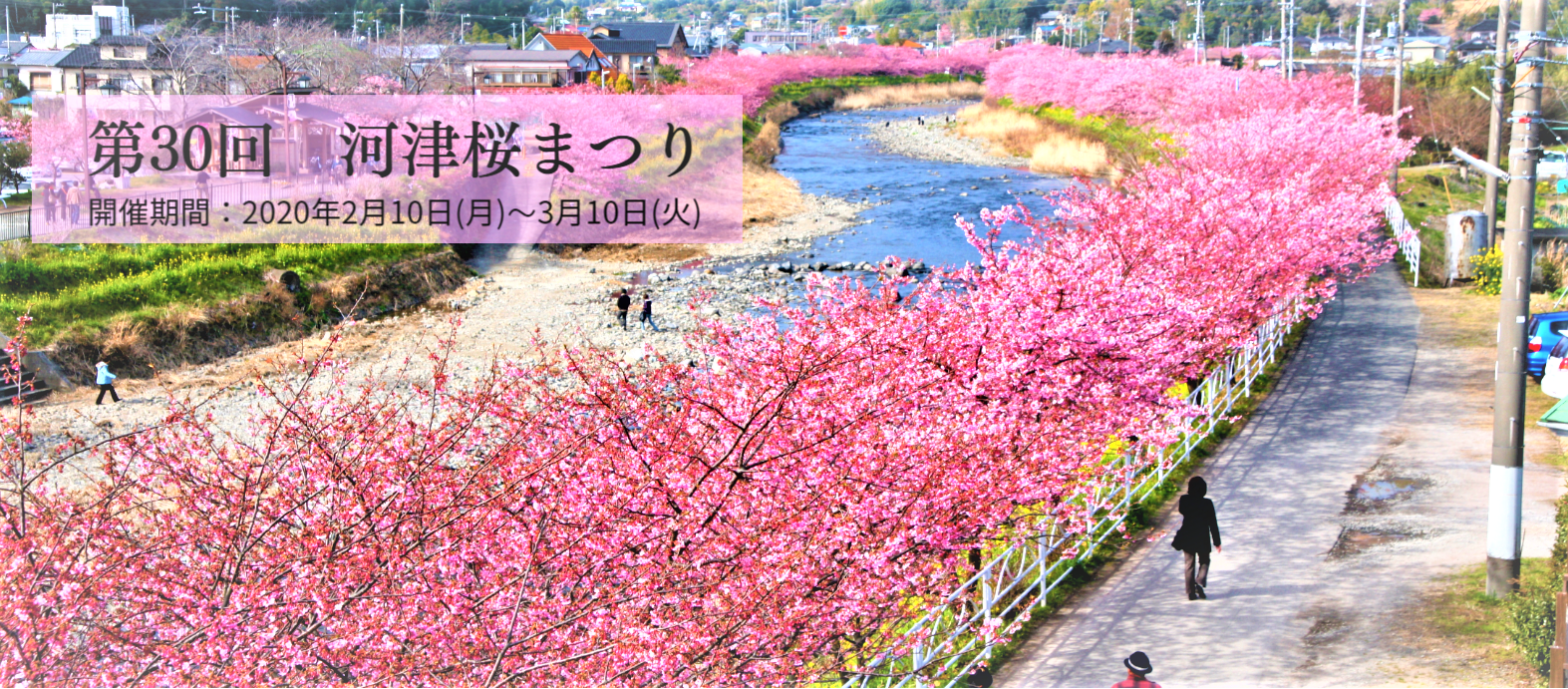 伊豆の河津桜まつり くつろぎ日和 伊東遊季亭 くつろぎ便り