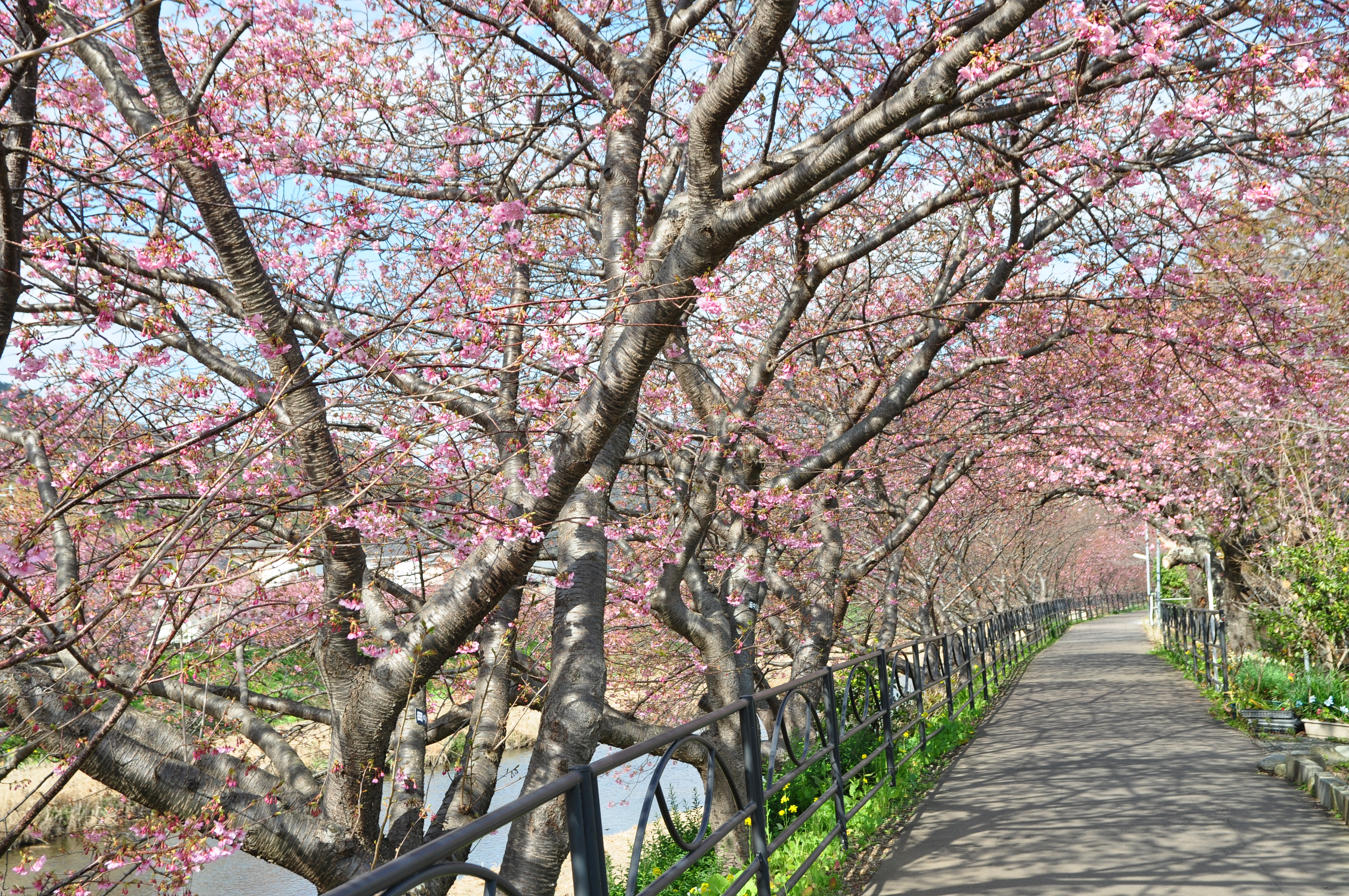 情報 開花 河津 桜