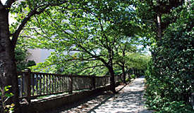 松川の畔の遊歩道